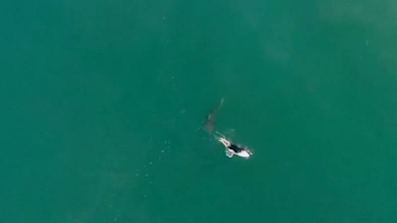 Met Vilkinson izbjegao napad velike bijele ajkule (VIDEO)