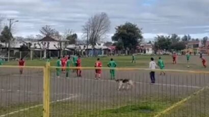 Lude scene iz Čilea: Pas utrčao na teren i postigao gol (VIDEO)